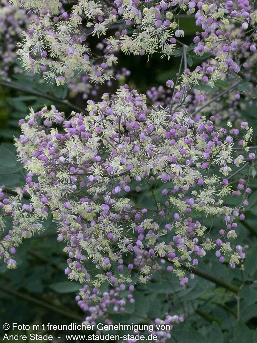 Prächtige Wiesenraute 'Elin' (Thalictrum rochebruneanum)