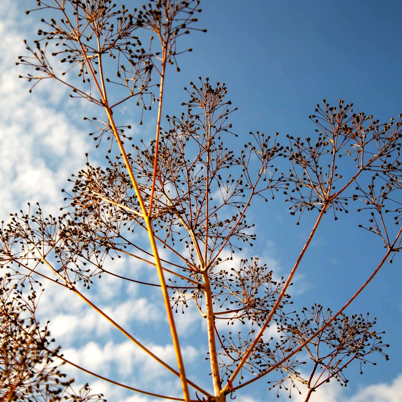 Prächtige Wiesenraute 'Elin' (Thalictrum rochebruneanum)