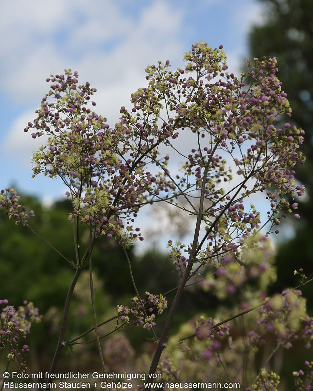 Prächtige Wiesenraute 'Elin' (Thalictrum rochebruneanum)