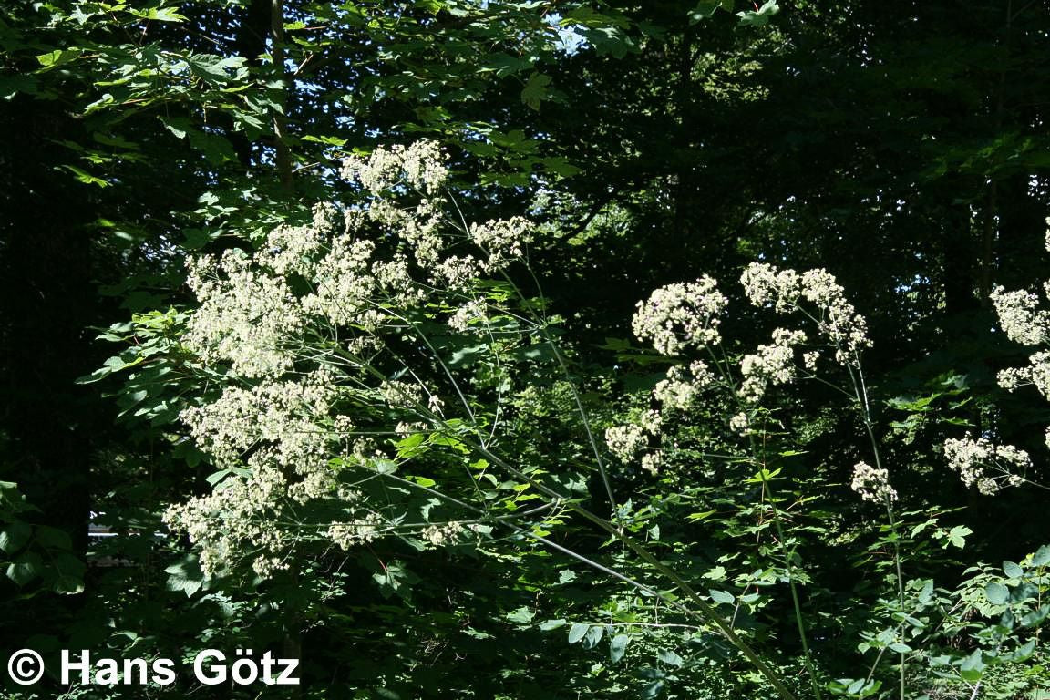 Prächtige Wiesenraute 'Elin' (Thalictrum rochebruneanum)