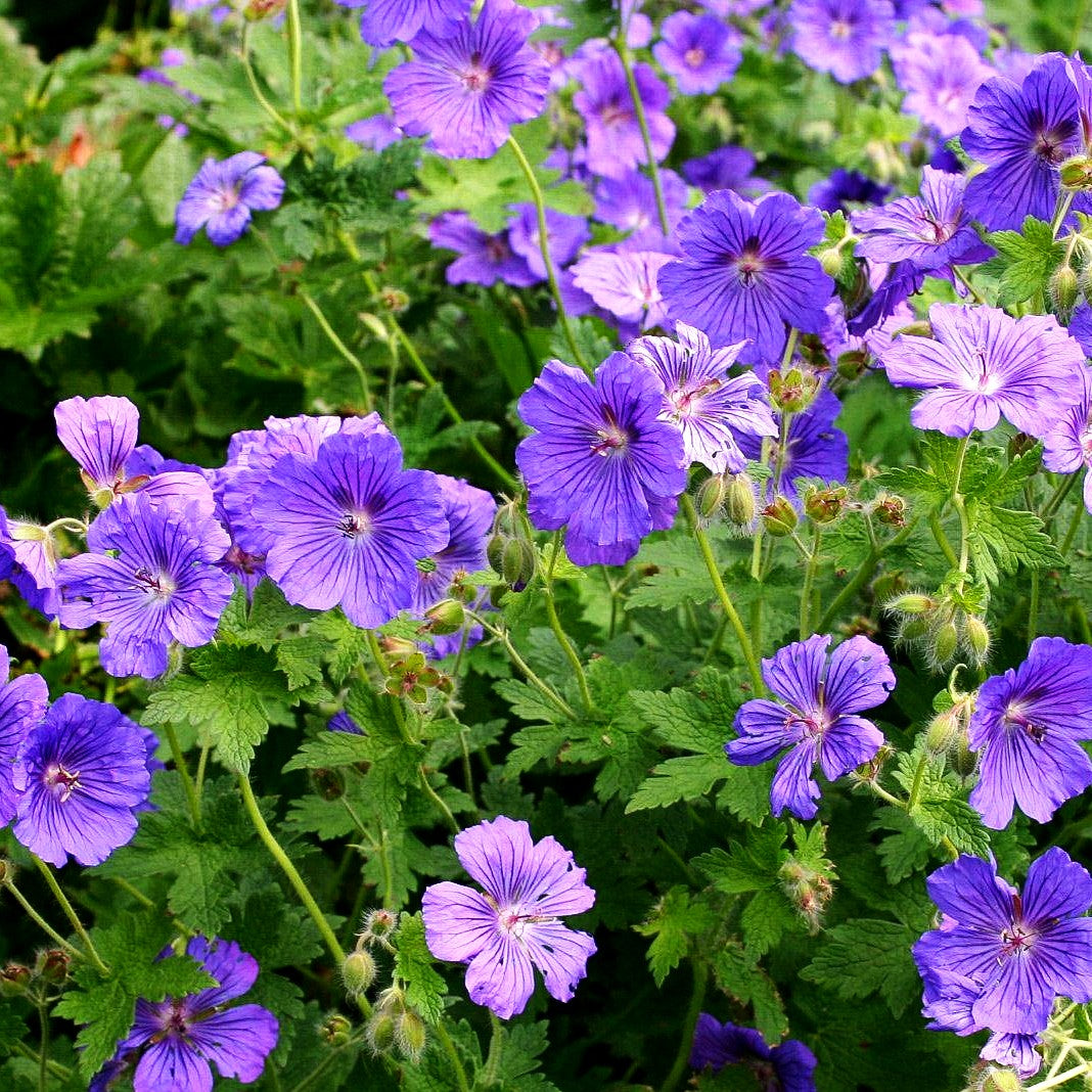 Prächtiger Storchschnabel 'Anemoneflorum' (Geranium x magnificum)