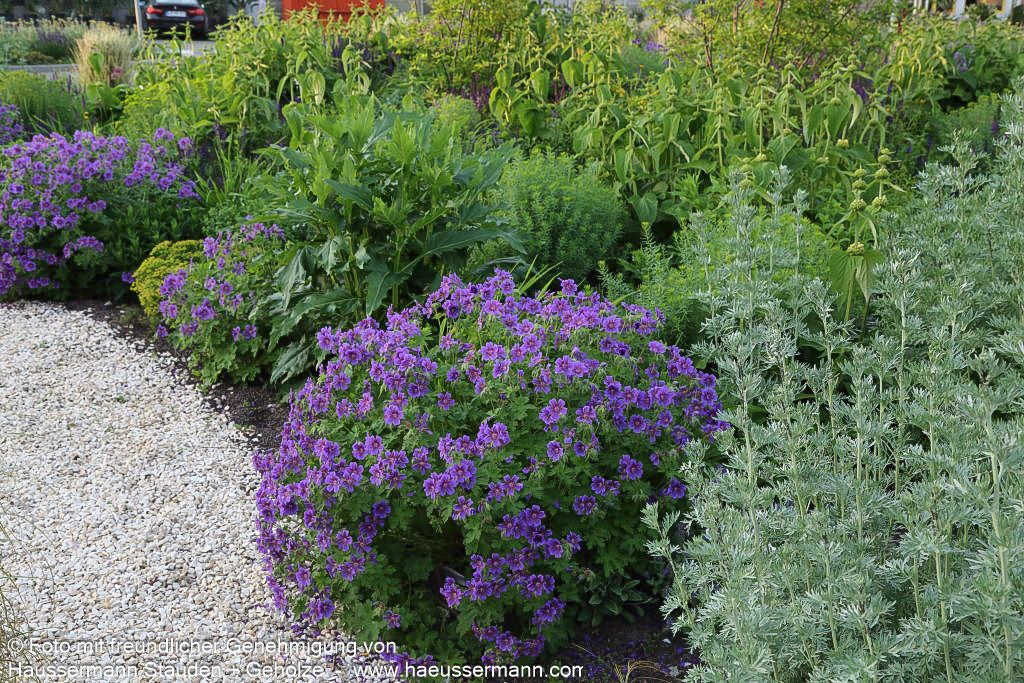Prächtiger Storchschnabel (Geranium x magnificum)