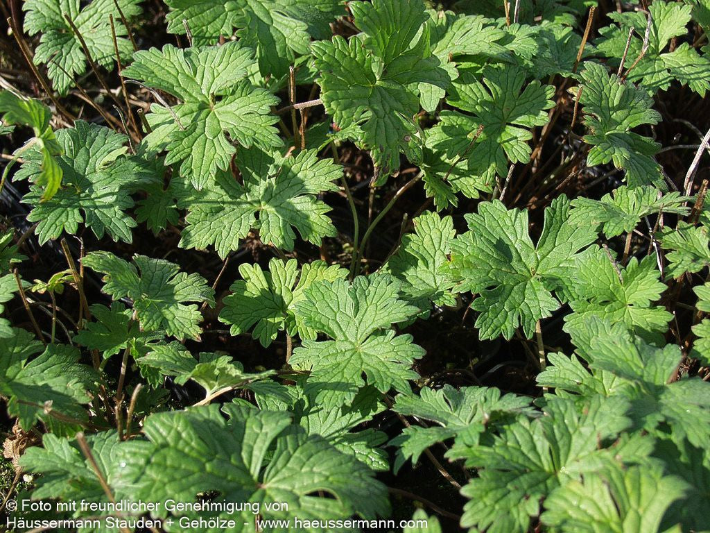 Prächtiger Storchschnabel (Geranium x magnificum)