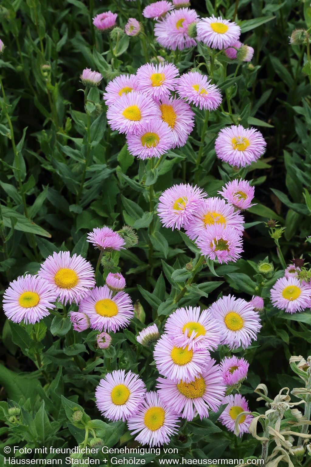 Prächtiges Berufkraut 'Rosa Juwel' (Erigeron speciosus)