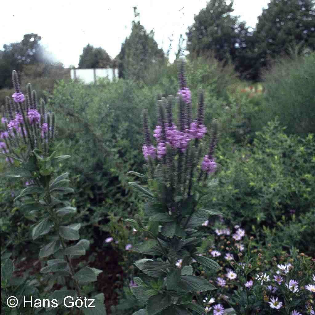 Prärie-Eisenkraut (Verbena stricta)