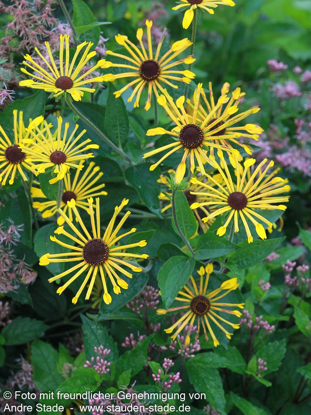 Prärie-Sonnenhut 'Henry Eilers' (Rudbeckia subtomentosa)