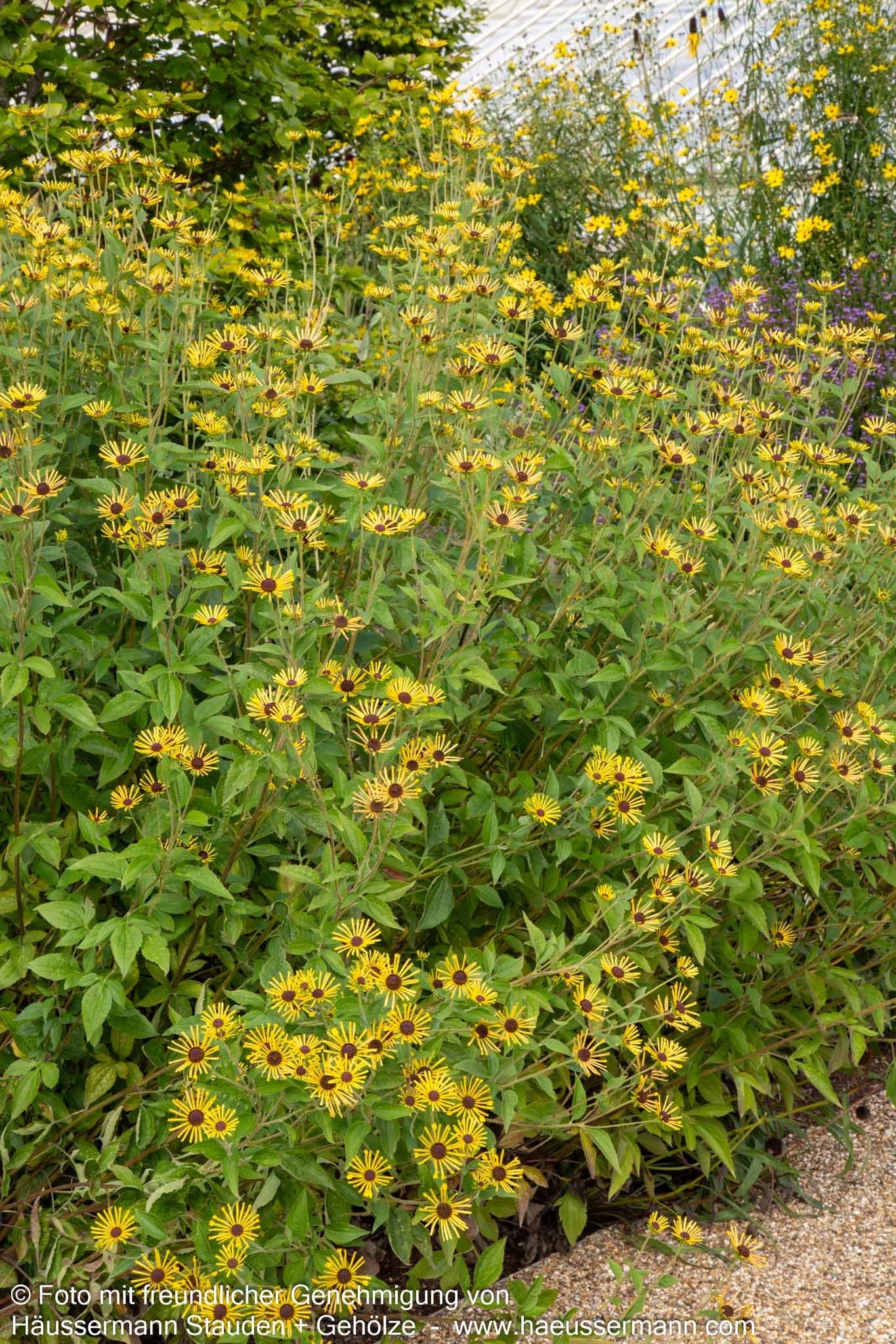 Prärie-Sonnenhut 'Henry Eilers' (Rudbeckia subtomentosa)