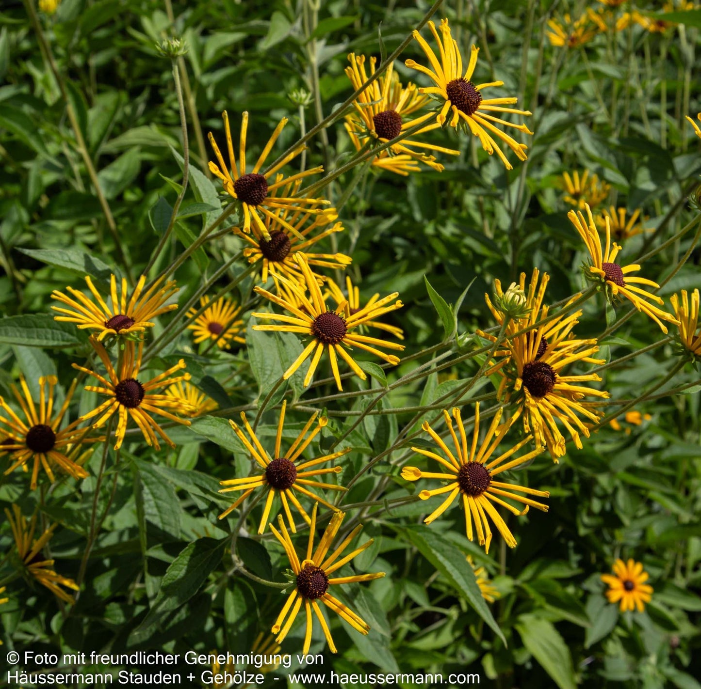 Prärie-Sonnenhut 'Henry Eilers' (Rudbeckia subtomentosa)