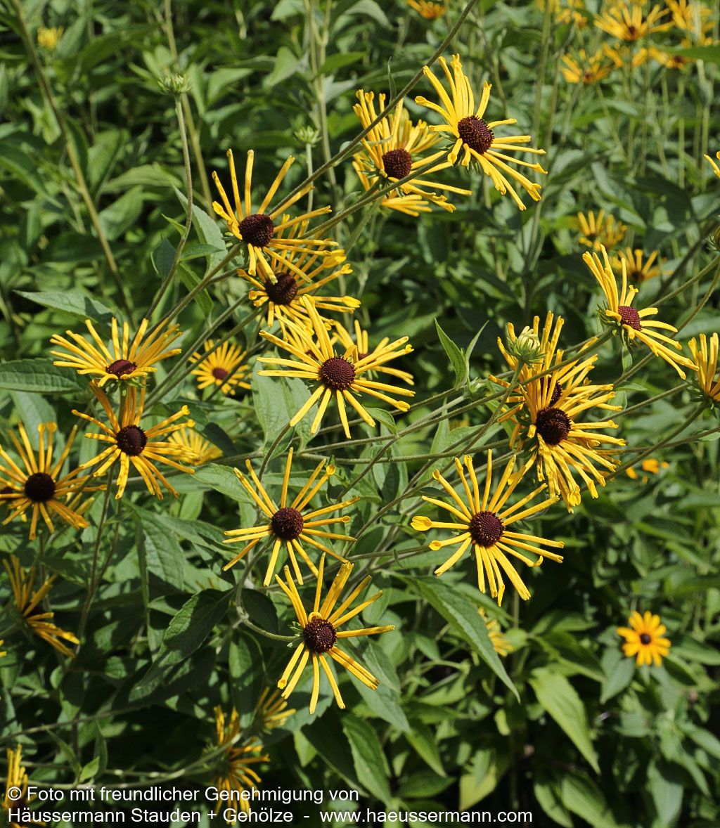 Prärie-Sonnenhut 'Henry Eilers' (Rudbeckia subtomentosa)