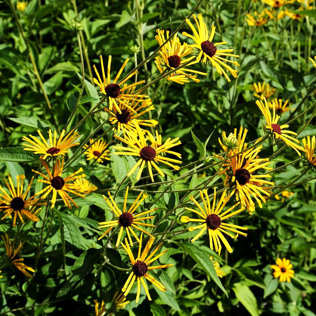 Prärie-Sonnenhut 'Henry Eilers' (Rudbeckia subtomentosa)