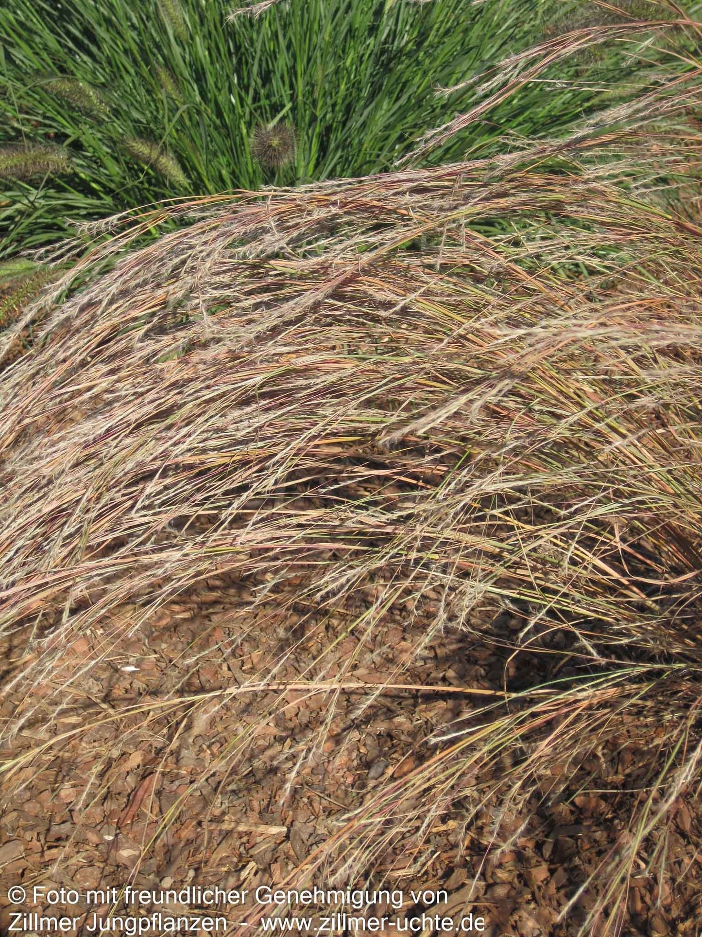 Präriegras 'Wildwest' (Schizachyrium scoparium)