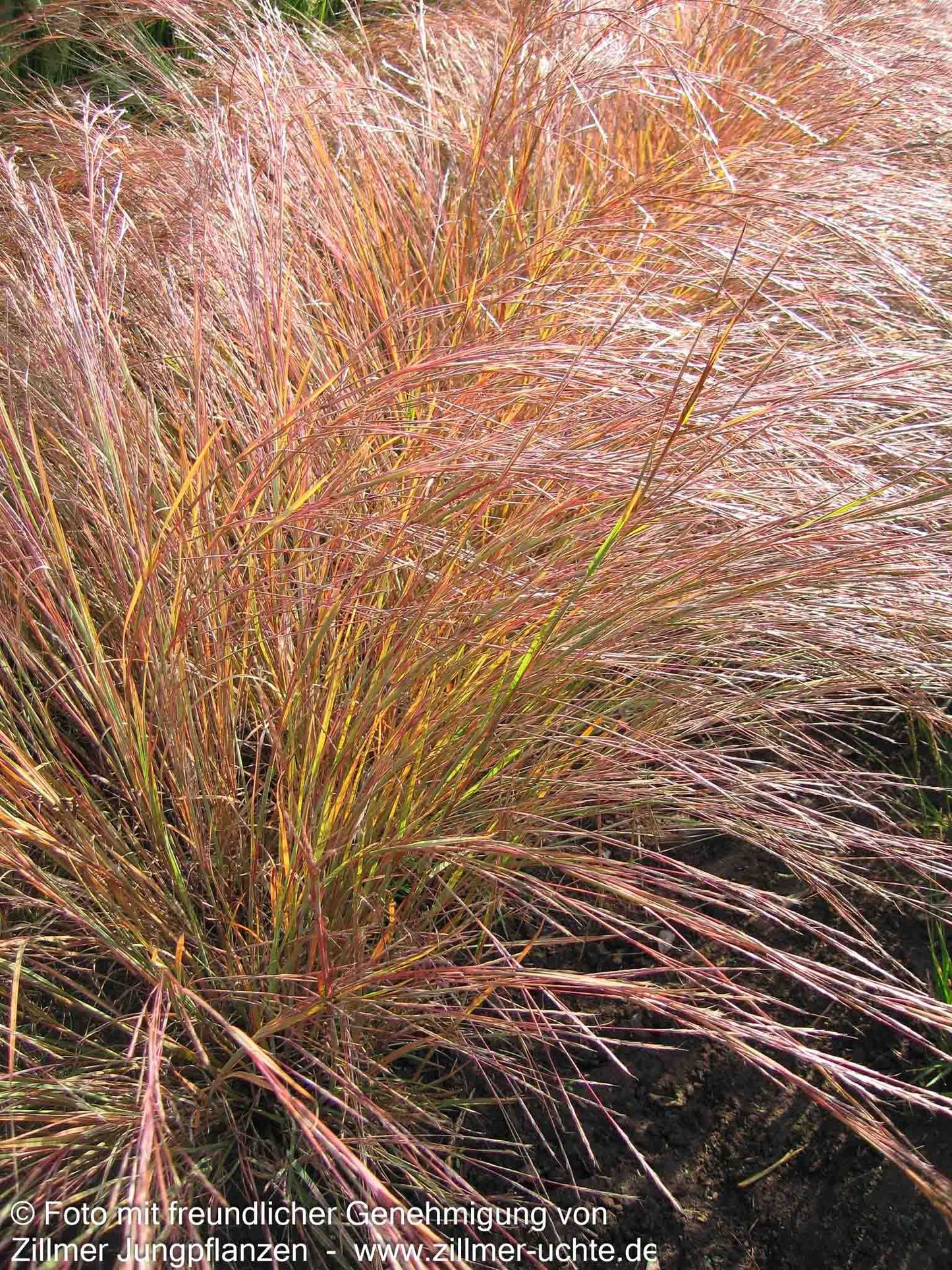 Präriegras 'Wildwest' (Schizachyrium scoparium)