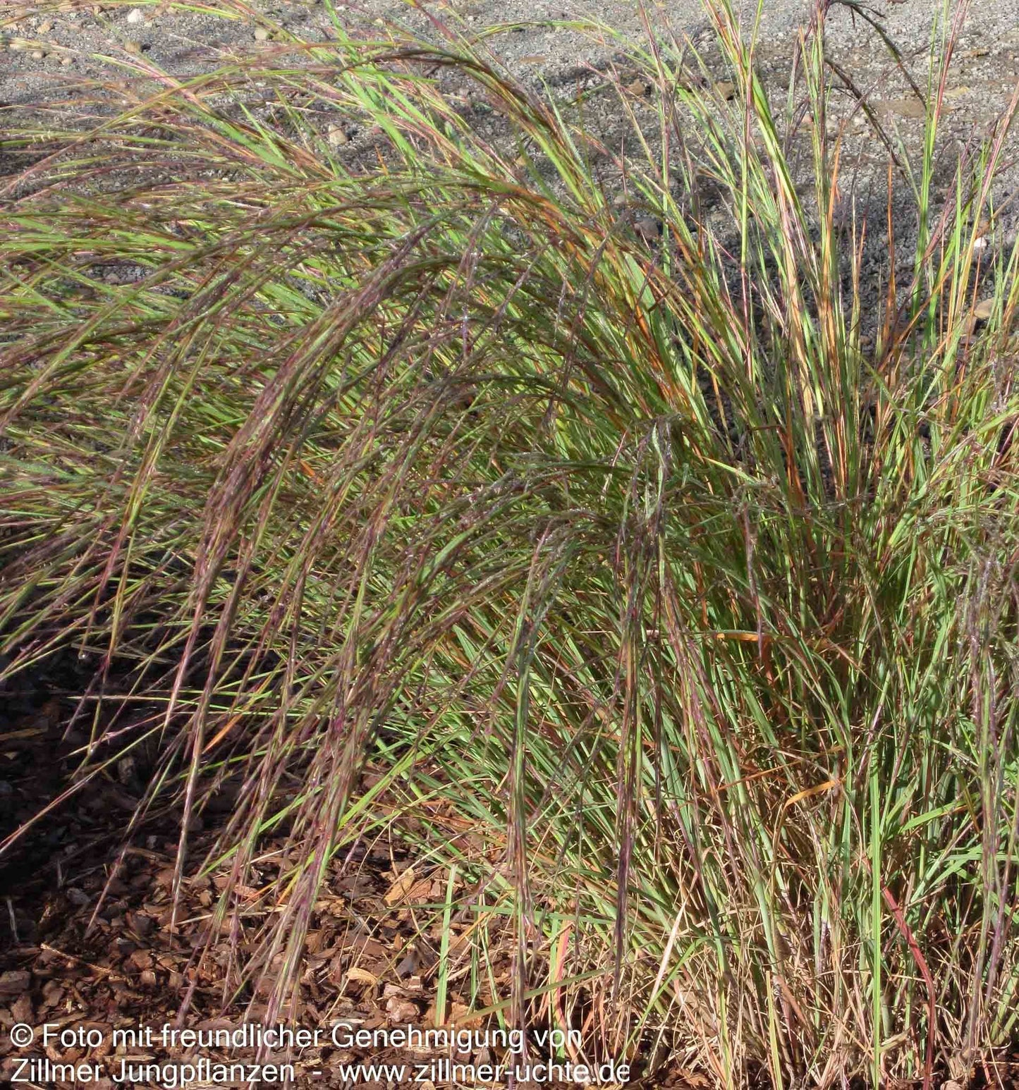 Präriegras 'Wildwest' (Schizachyrium scoparium)