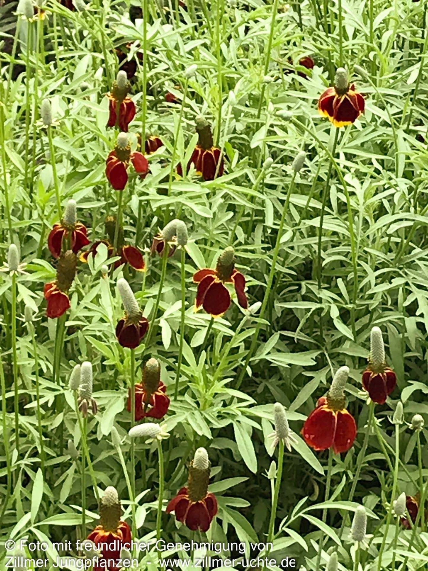 Präriesonnenhut 'Red Midget' (Ratibida columnifera)