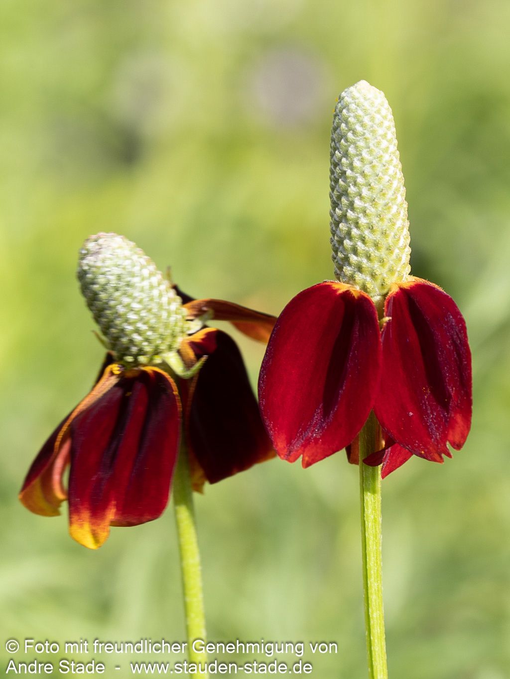 Präriesonnenhut 'Red Midget' (Ratibida columnifera)
