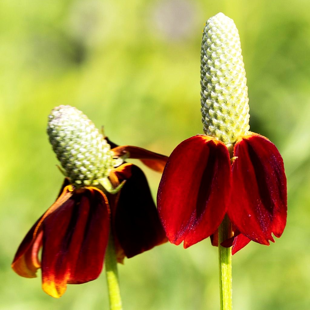 Präriesonnenhut 'Red Midget' (Ratibida columnifera)