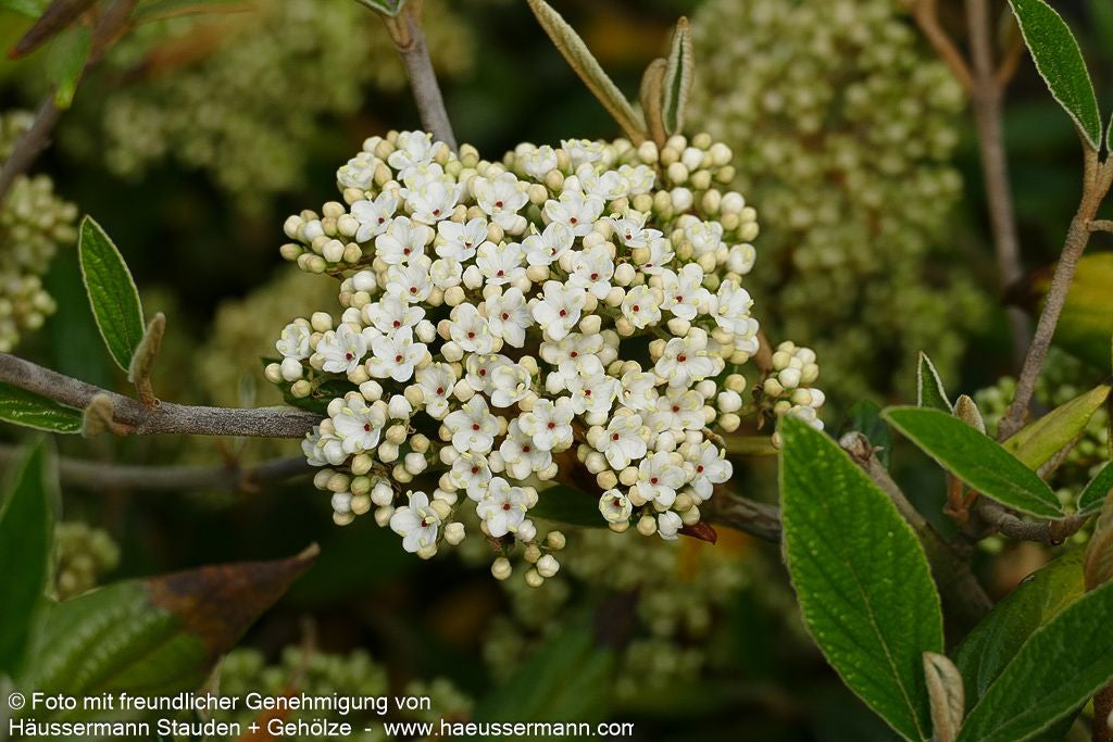 Prager Schneeball 'Pragense' (Viburnum x cult.)