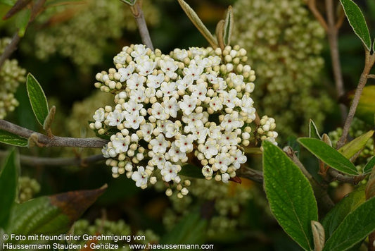 Prager Schneeball 'Pragense' (Viburnum x cult.)