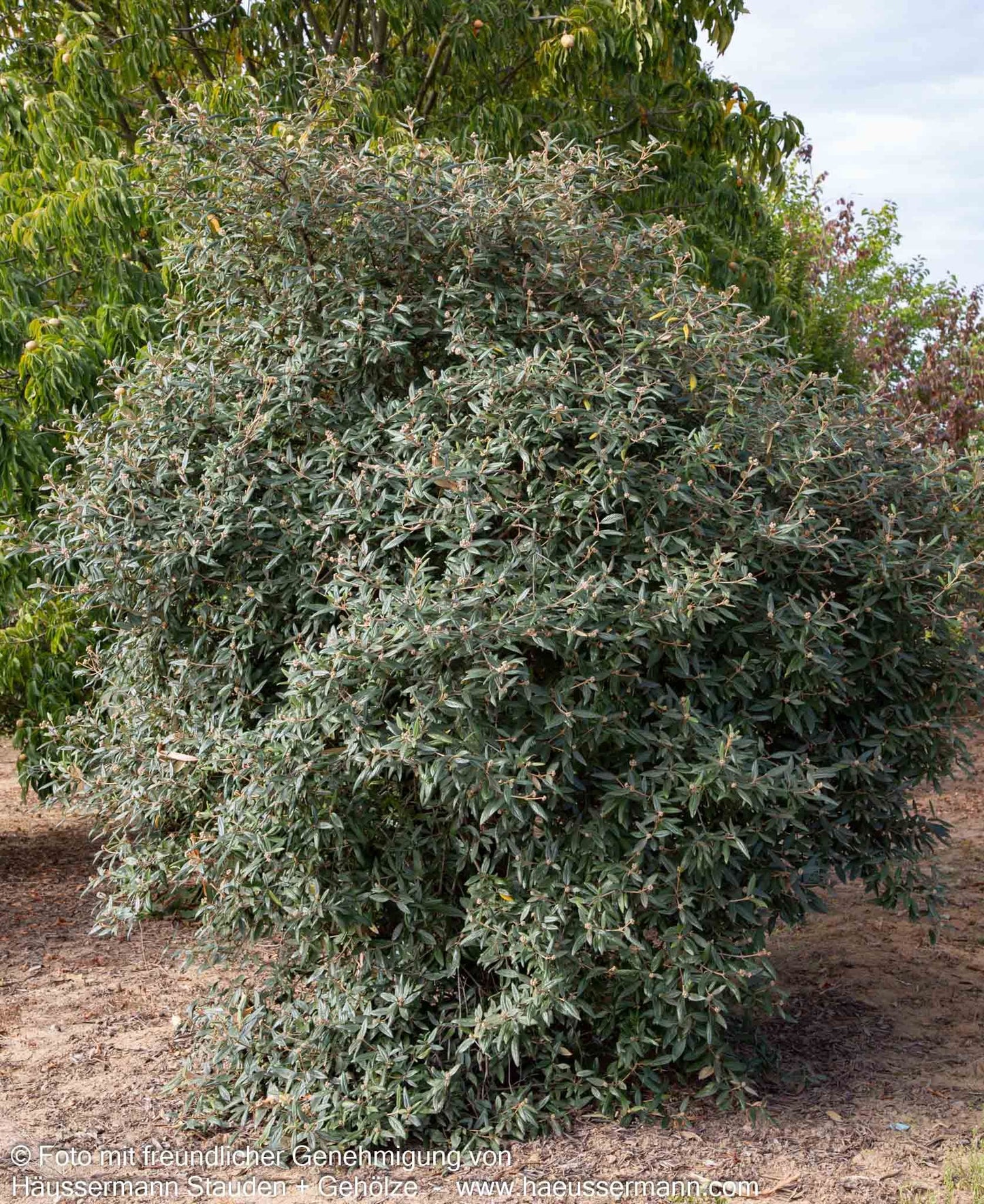 Prager Schneeball 'Pragense' (Viburnum x cult.)