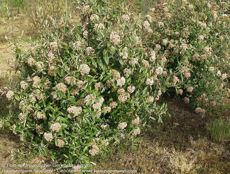 Prager Schneeball 'Pragense' (Viburnum x cult.)