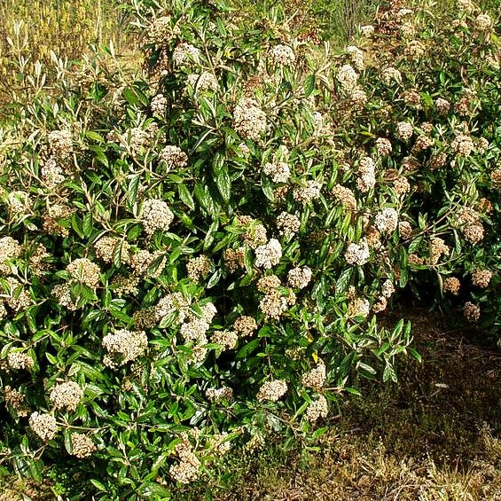 Prager Schneeball 'Pragense' (Viburnum x cult.)