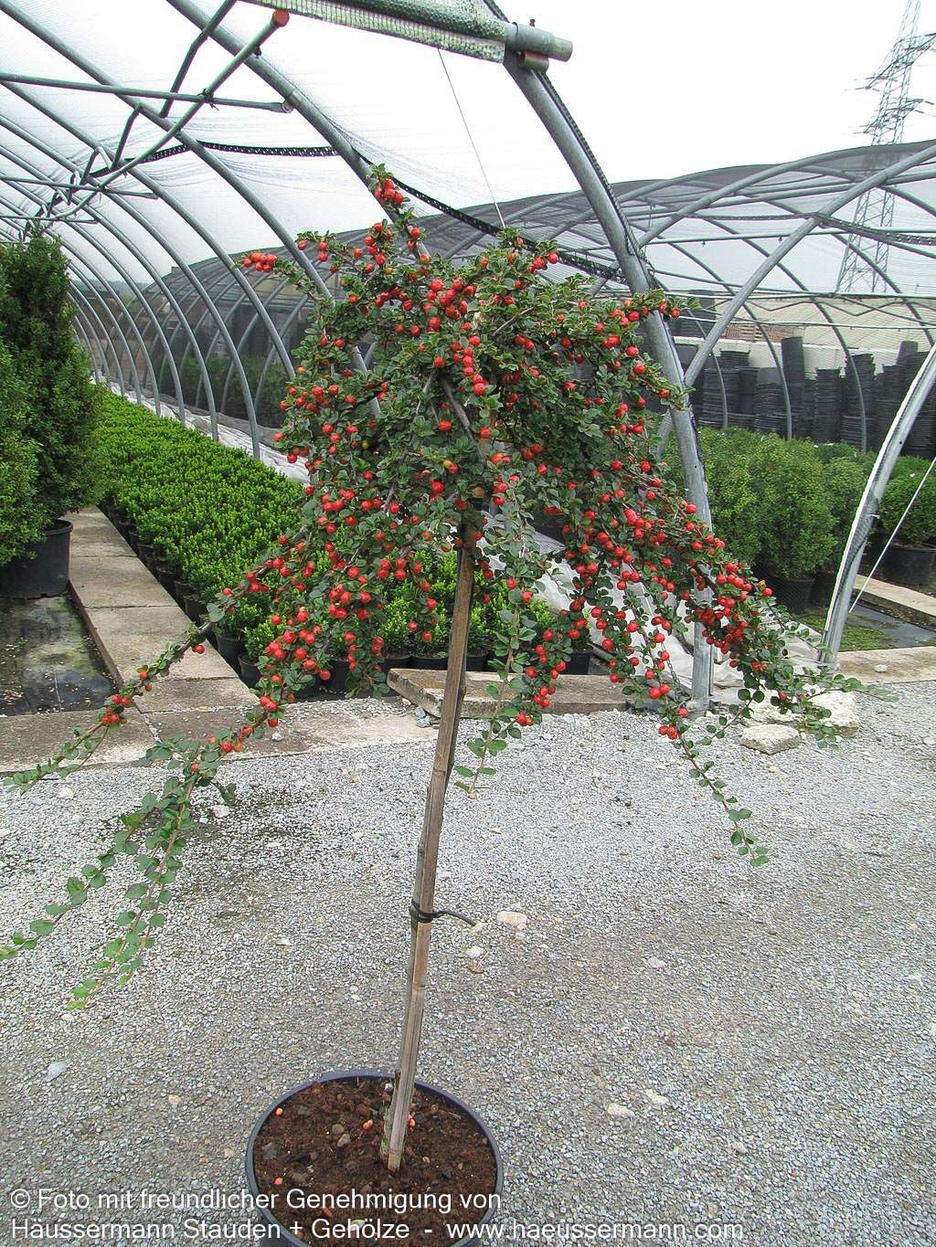 Preiselbeer-Zwergmispel 'Blackburn' (Cotoneaster apiculatus)