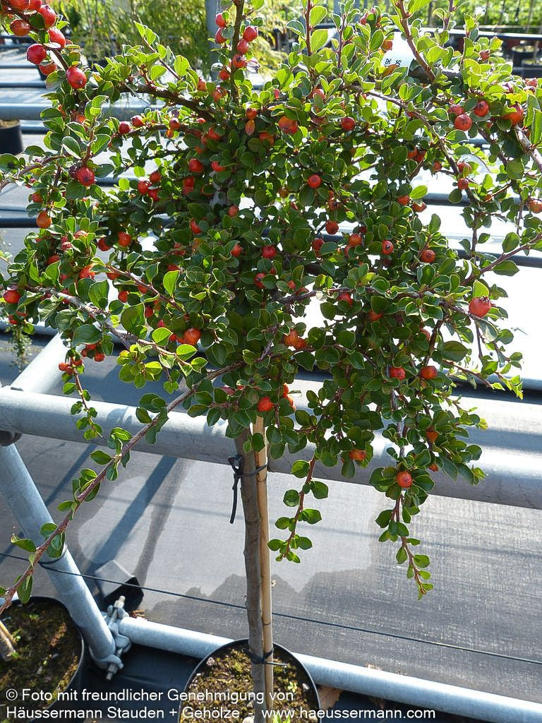 Preiselbeer-Zwergmispel 'Blackburn' (Cotoneaster apiculatus)