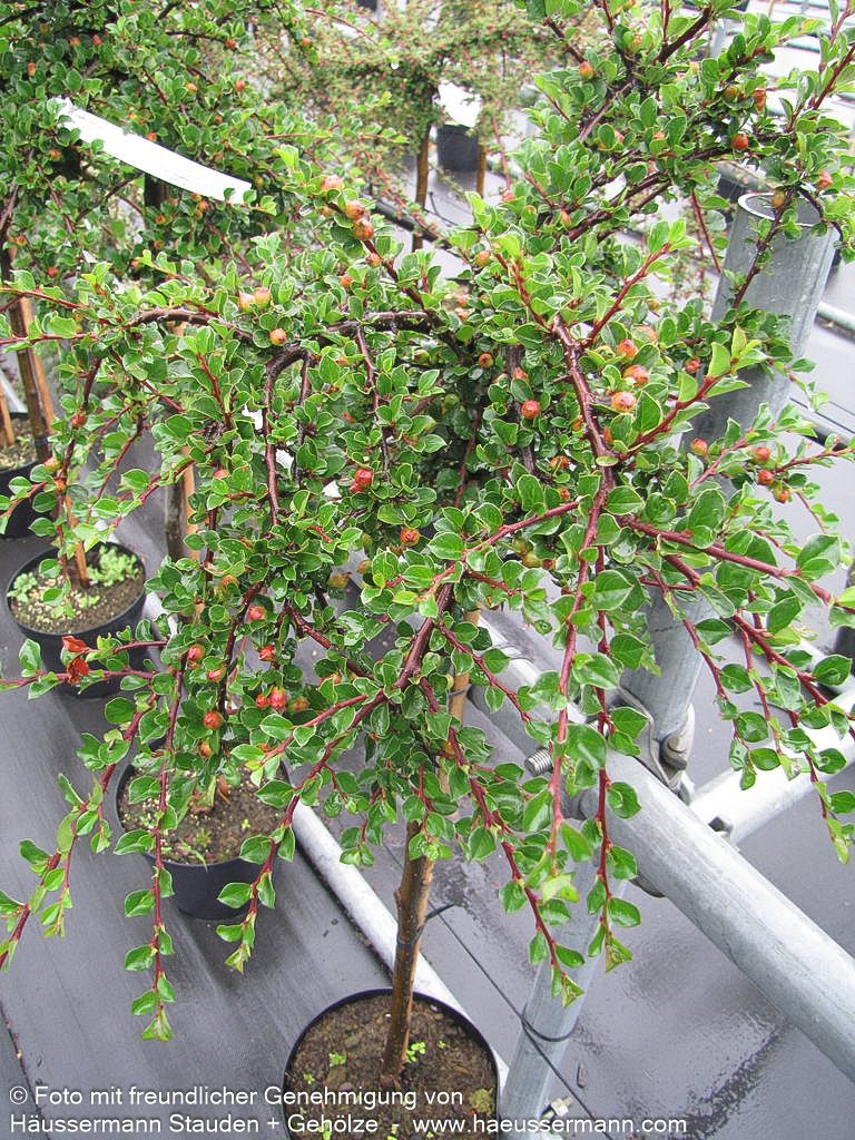 Preiselbeer-Zwergmispel 'Blackburn' (Cotoneaster apiculatus)