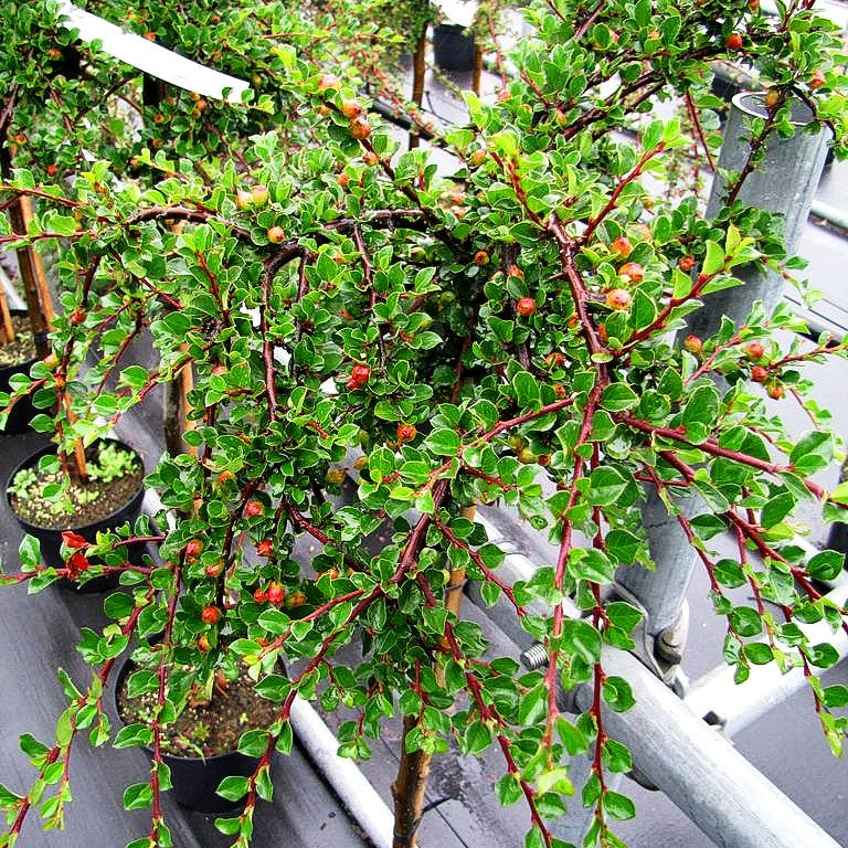 Preiselbeer-Zwergmispel 'Blackburn' (Cotoneaster apiculatus)