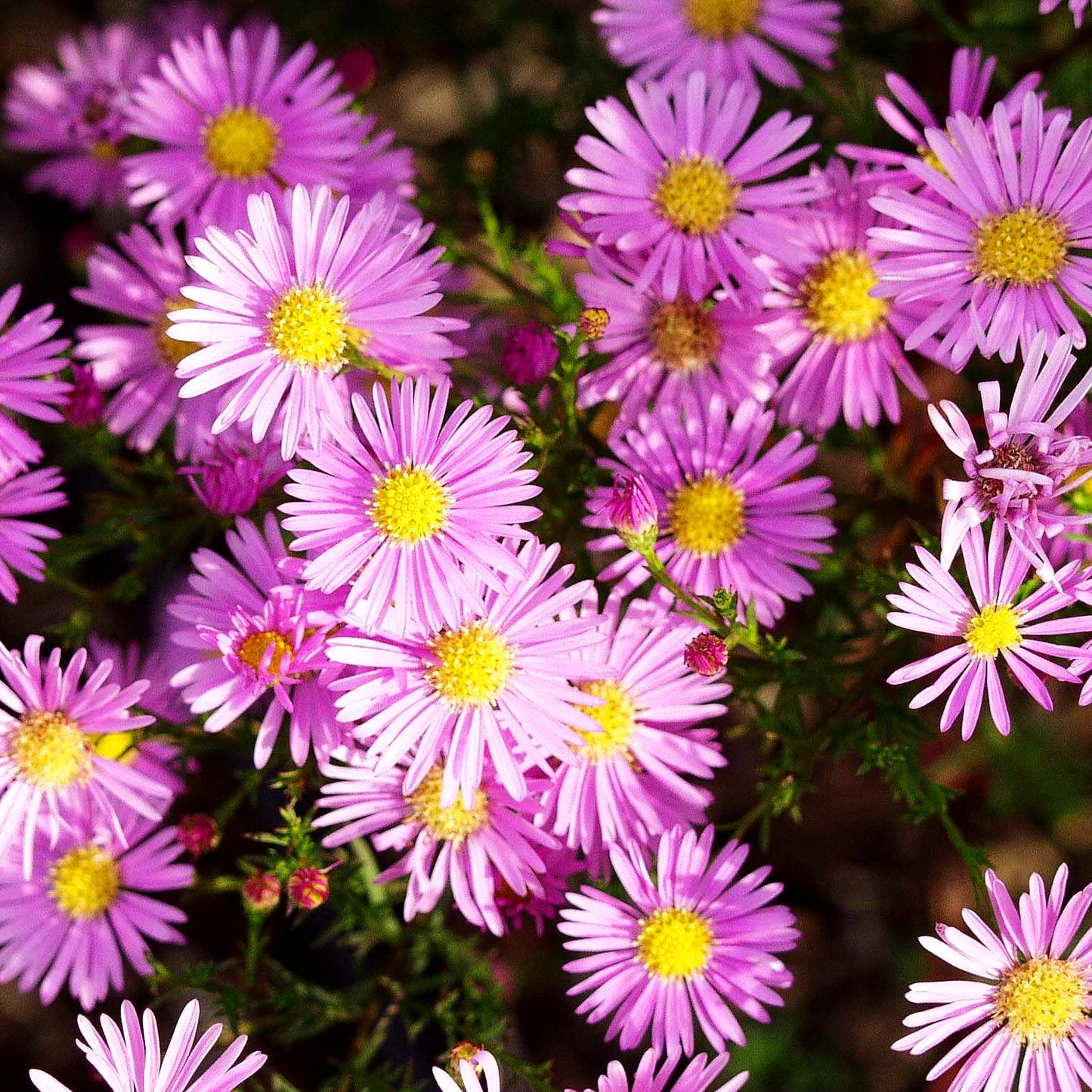 Pringleis Myrten-Aster 'Pink Star' (Aster pringlei)