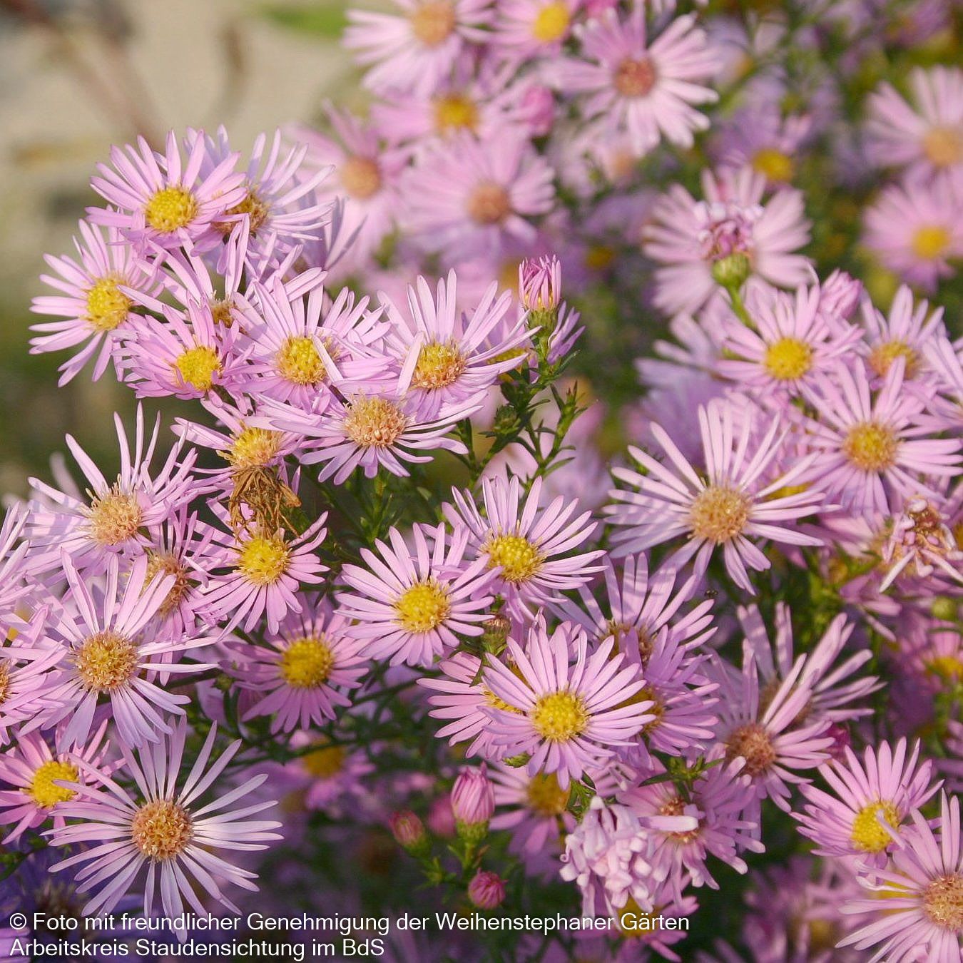 Pringleis Myrten-Aster 'Pink Star' (Aster pringlei)