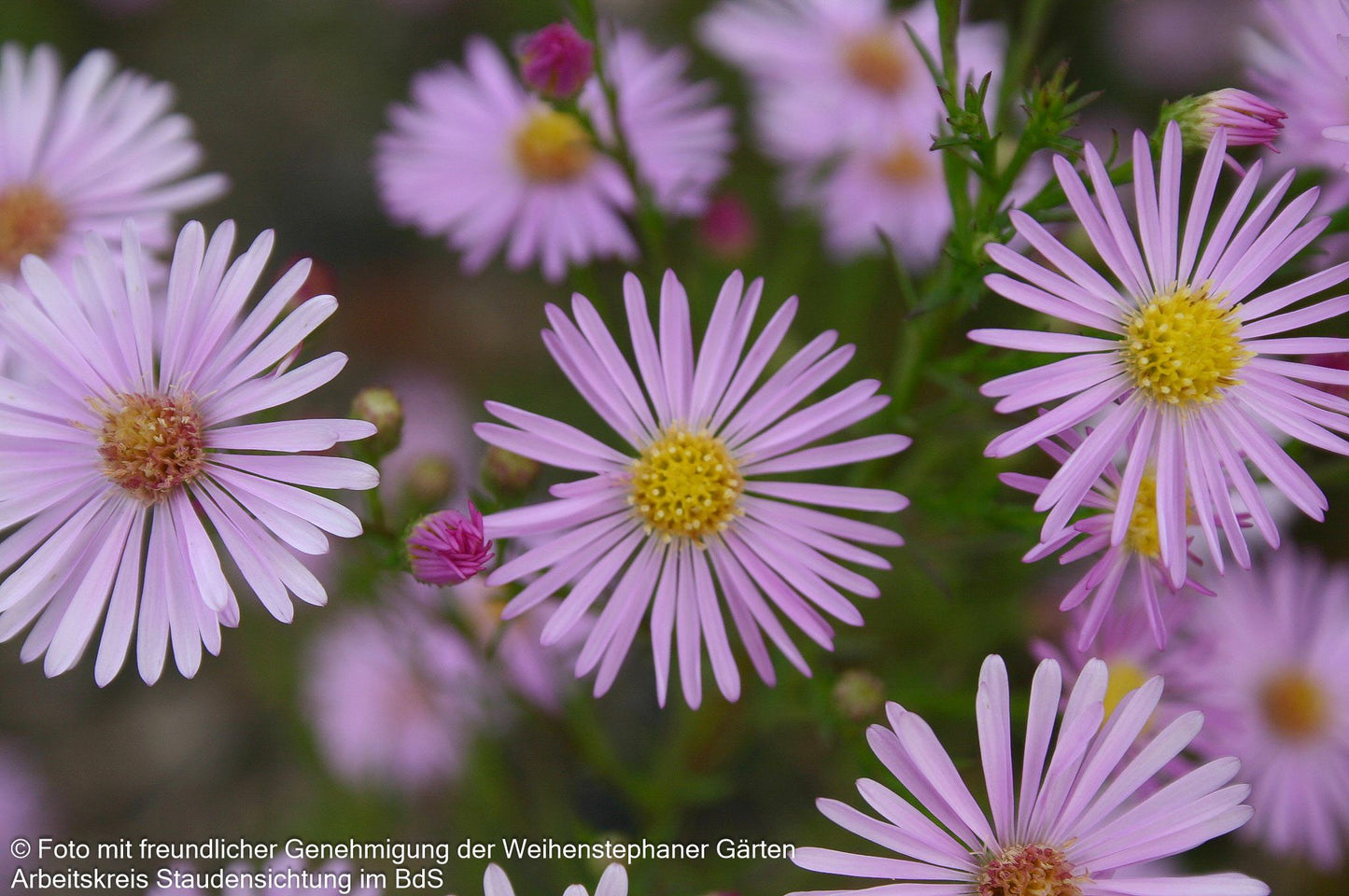 Pringleis Myrten-Aster 'Pink Star' (Aster pringlei)