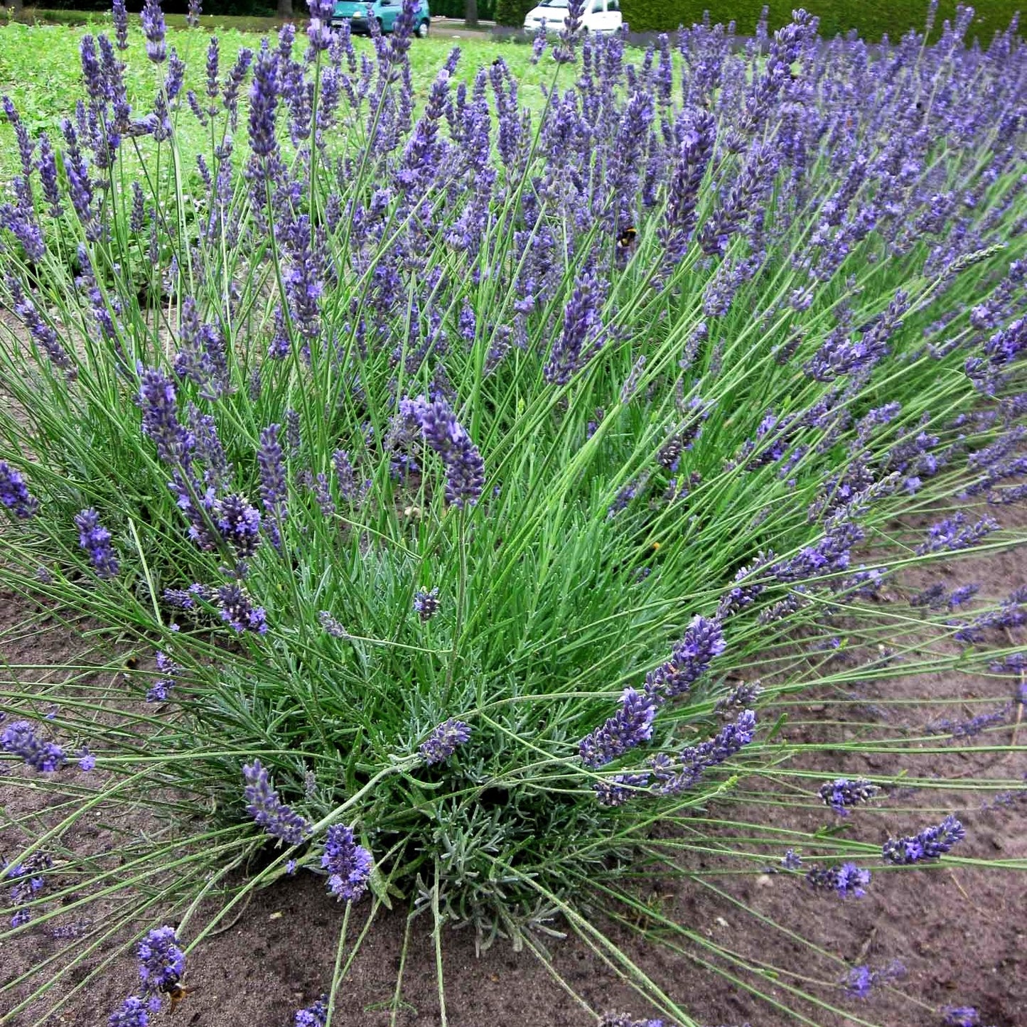 Provence-Lavendel 'Arabian Nights' (Lavandula x intermedia)