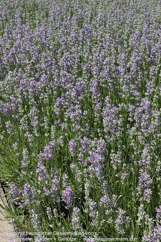 Provence-Lavendel 'Cedar Blue' (Lavandula angustifolia)