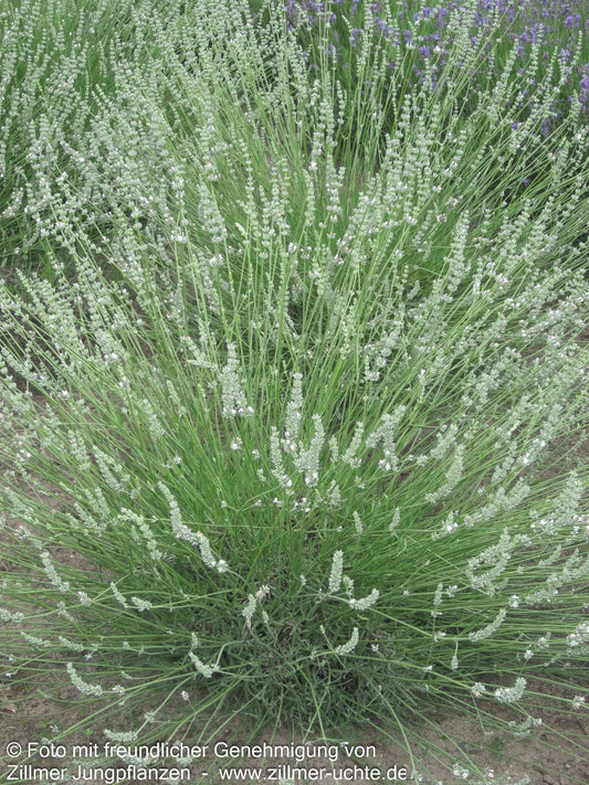 Provence-Lavendel 'Edelweiß' (Lavandula x intermedia)