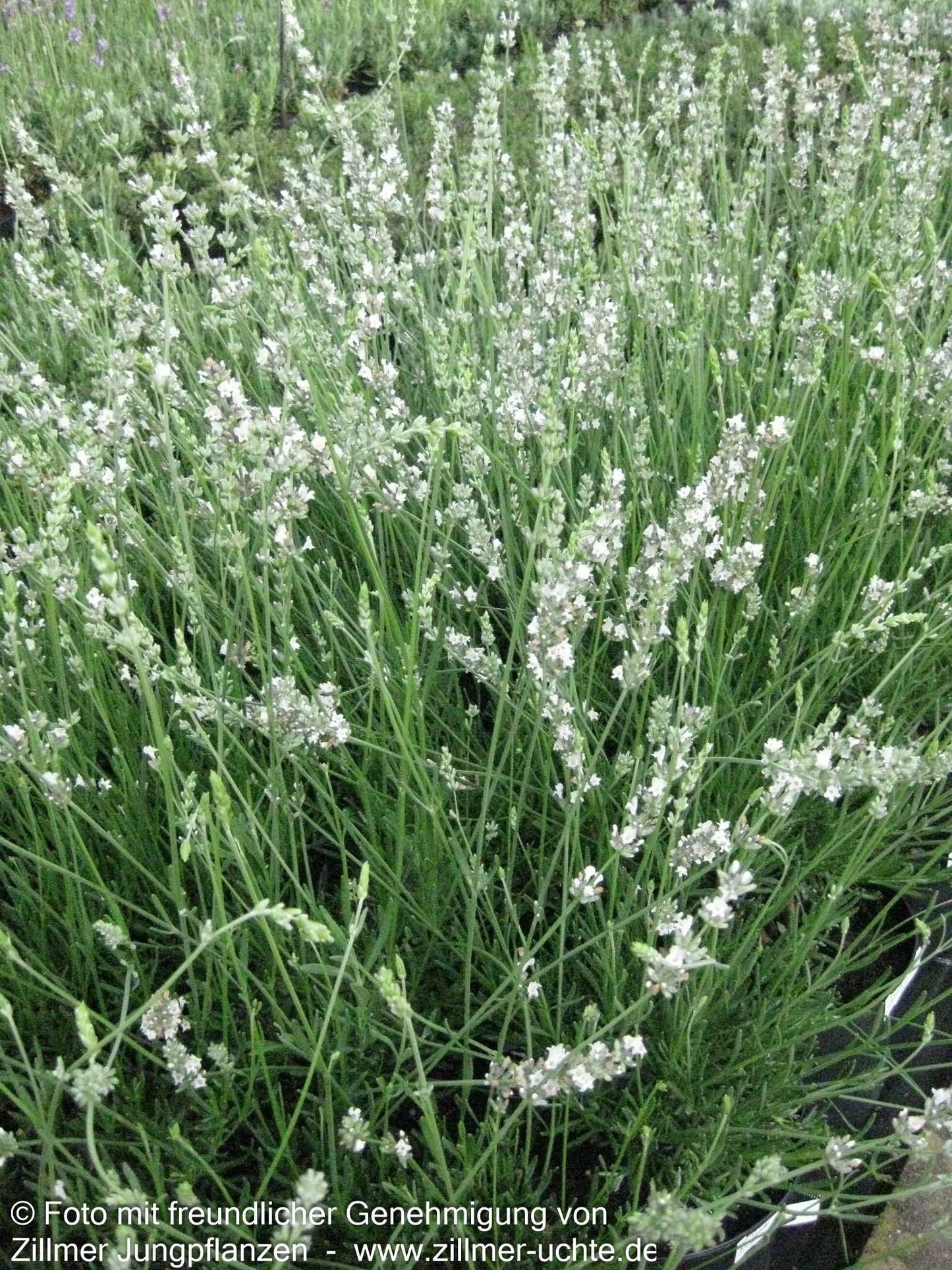 Provence-Lavendel 'Edelweiß' (Lavandula x intermedia)