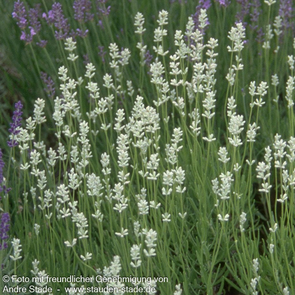 Provence-Lavendel 'Edelweiß' (Lavandula x intermedia)