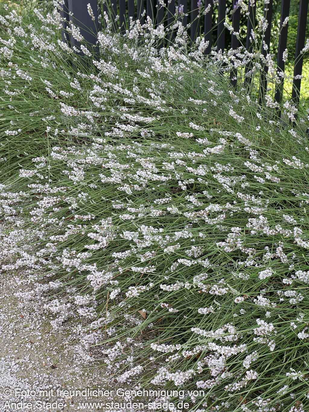 Provence-Lavendel 'Edelweiß' (Lavandula x intermedia)