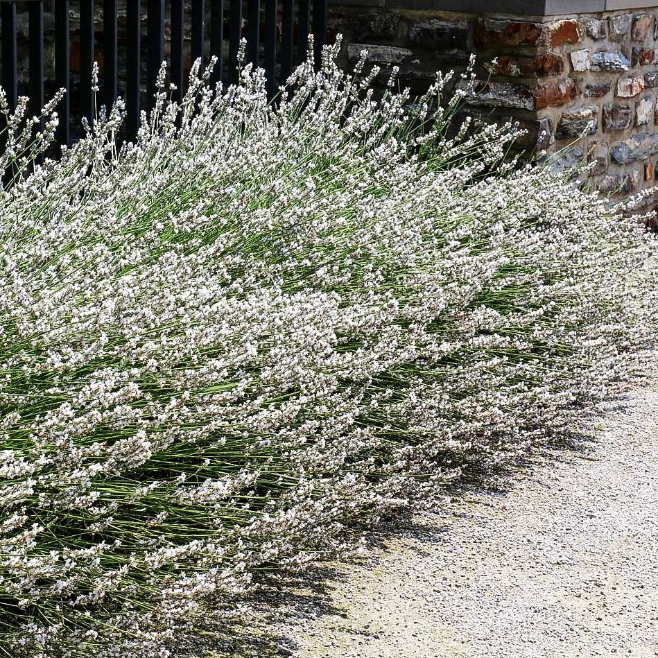 Provence-Lavendel 'Edelweiß' (Lavandula x intermedia)