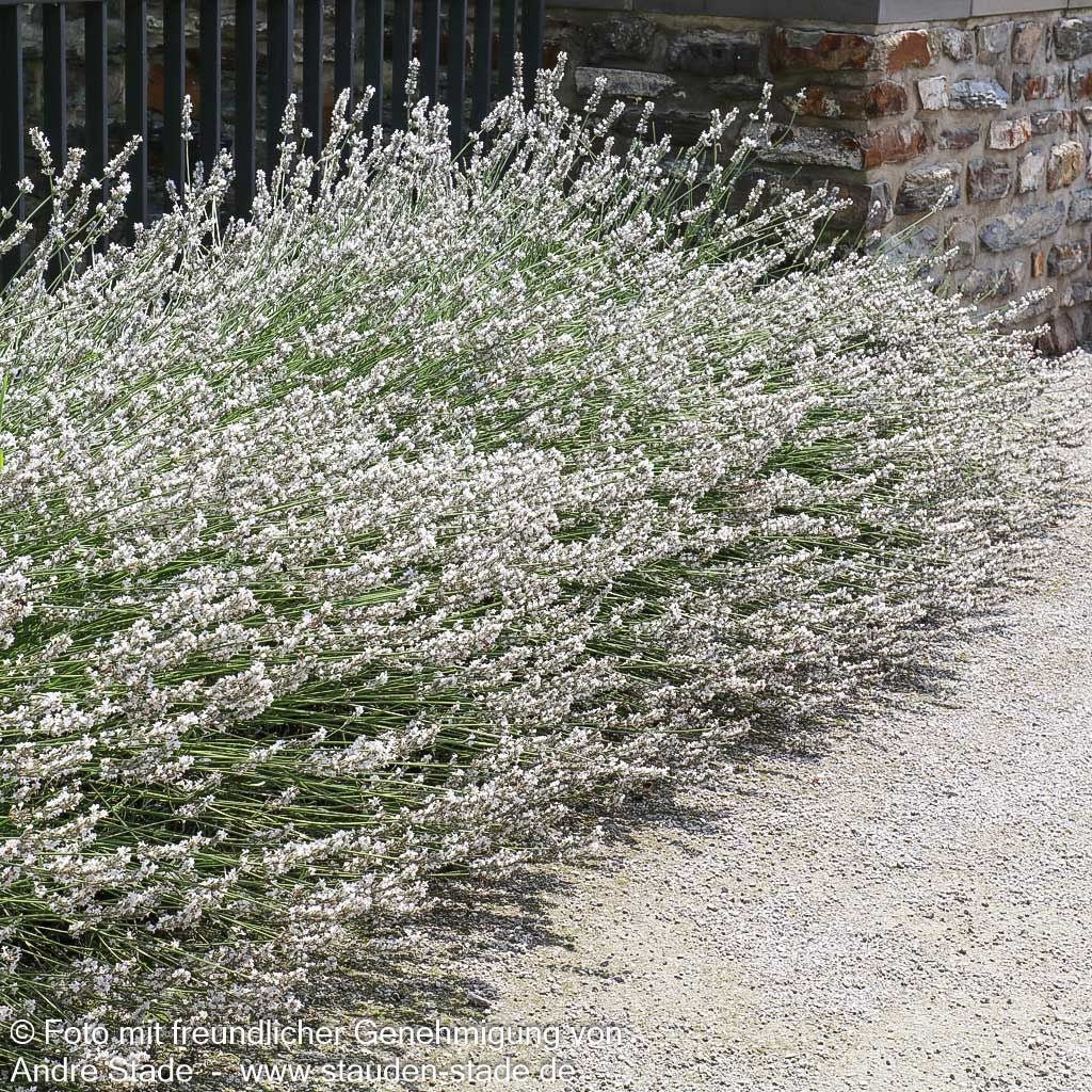 Provence-Lavendel 'Edelweiß' (Lavandula x intermedia)