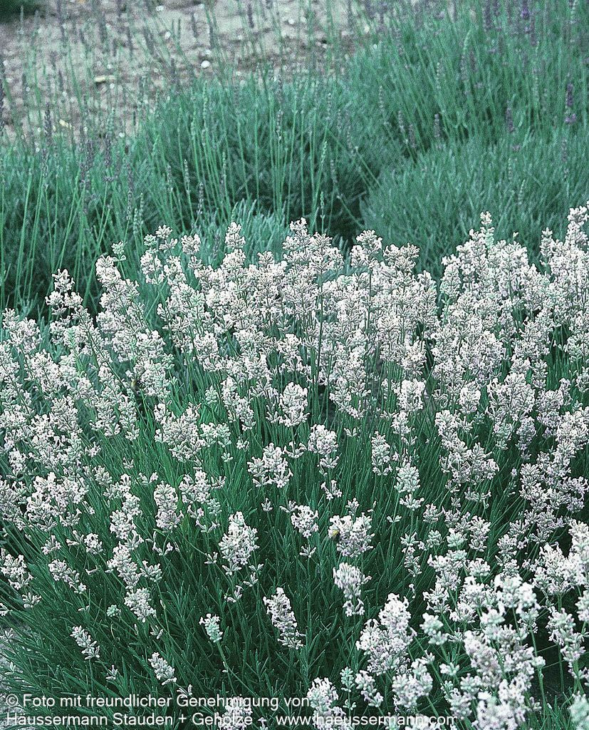 Provence-Lavendel 'Edelweiß' (Lavandula x intermedia)