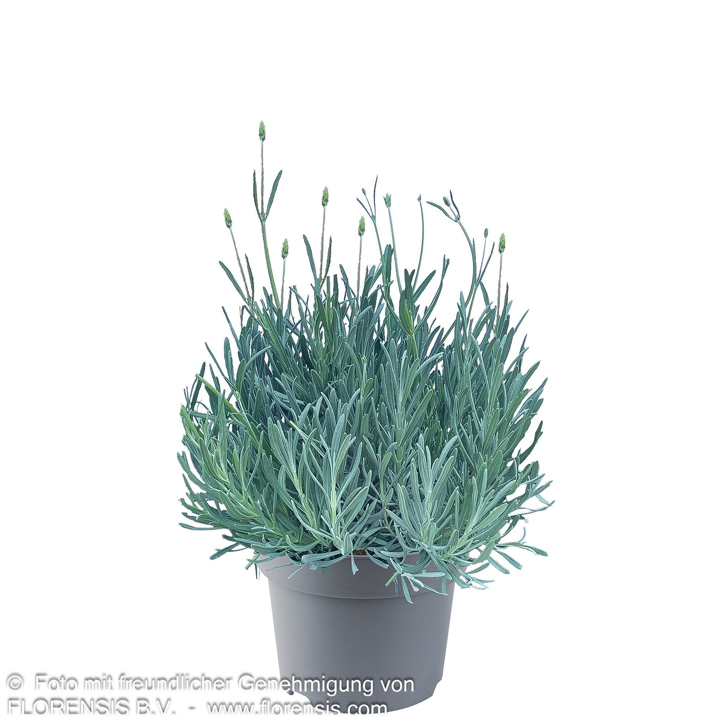 Provence-Lavendel 'Edelweiß' (Lavandula x intermedia)