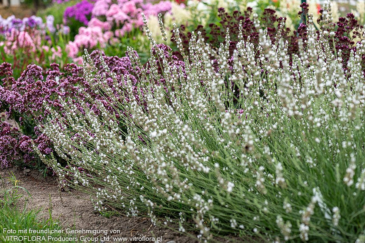 Provence-Lavendel 'Edelweiß' (Lavandula x intermedia)
