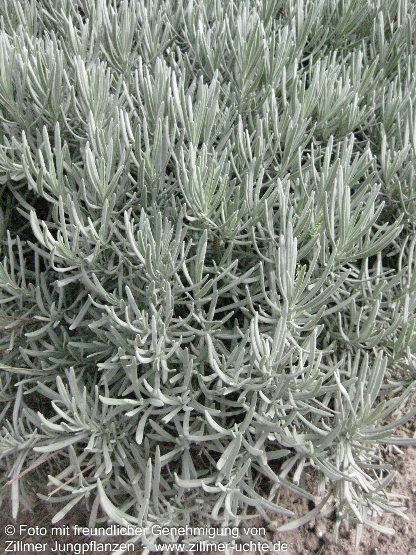 Provence-Lavendel 'Grappenhall' (Lavandula x intermedia)