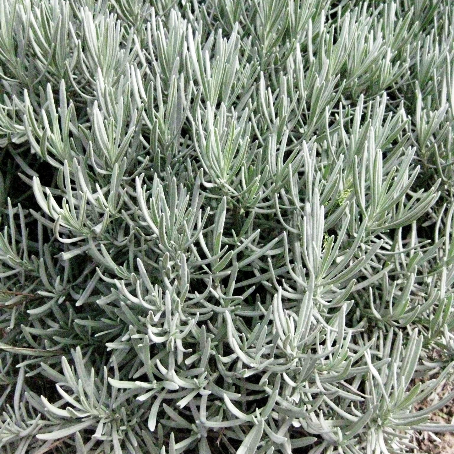 Provence-Lavendel 'Grappenhall' (Lavandula x intermedia)