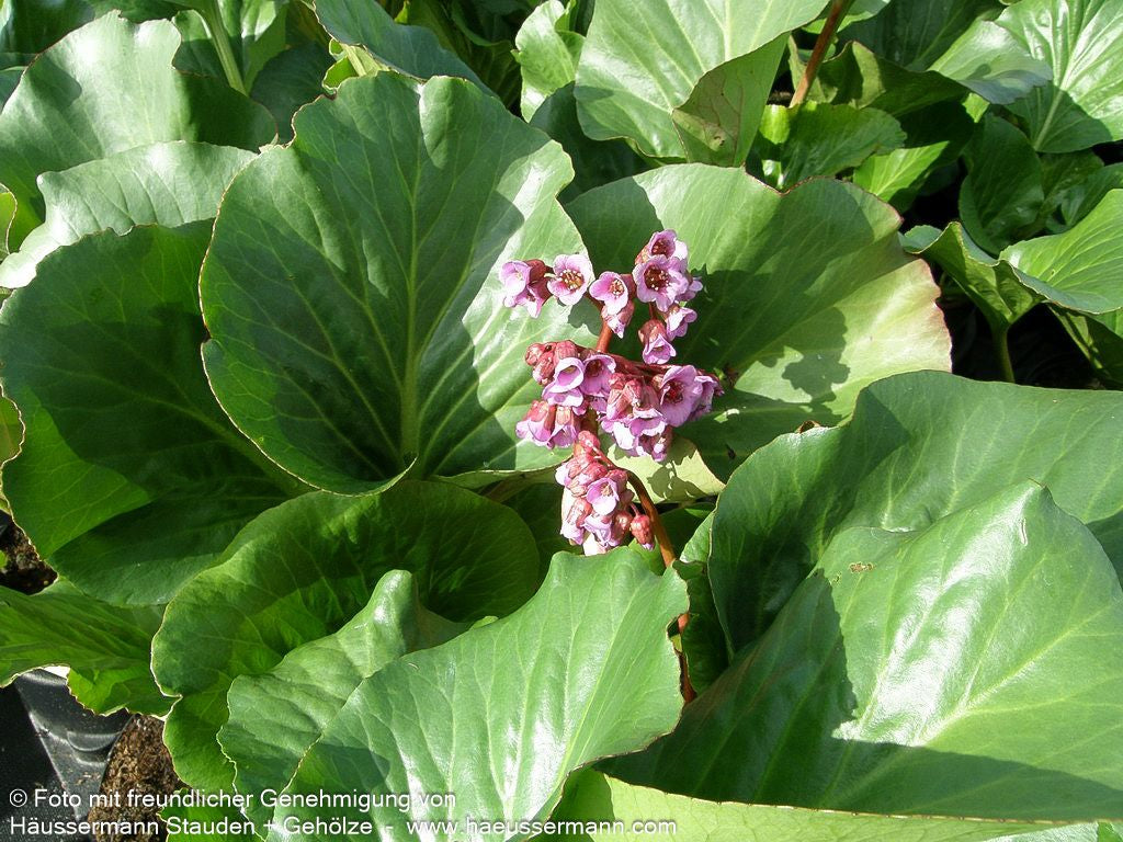 Purpur-Bergenie (Bergenia purpurascens)