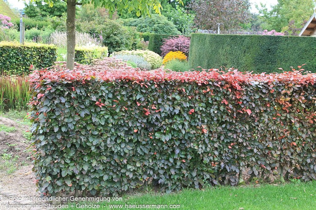 Purpur-Buche (Fagus sylvatica purpurea)