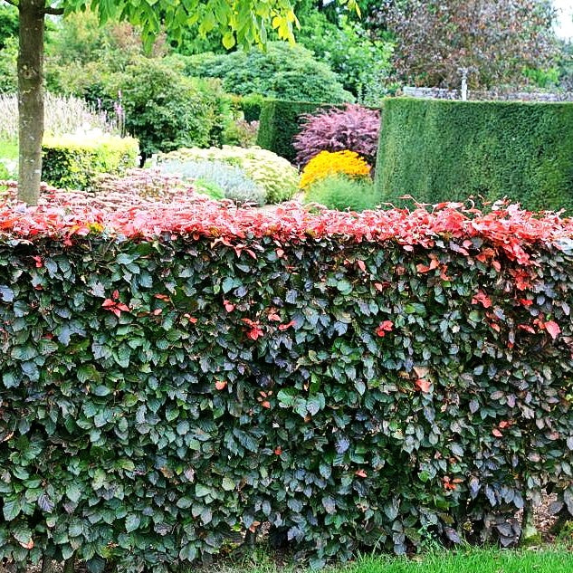 Purpur-Buche (Fagus sylvatica purpurea)