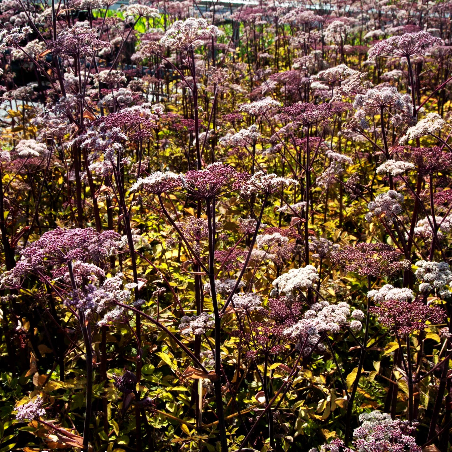 Purpur-Engelwurz 'Vicar's Mead' (Angelica sylvestris)