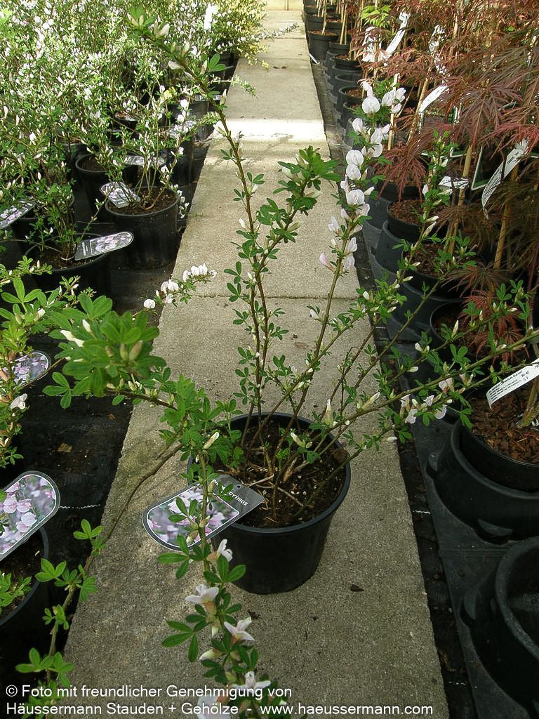 Purpur-Ginster (Cytisus purpureus)